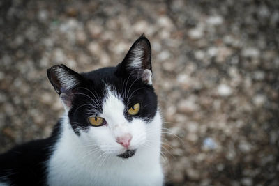 Close-up of black cat