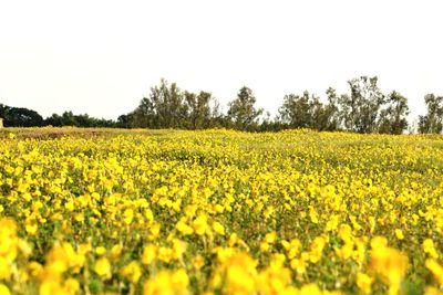 Scenic view of oilseed rape field against clear sky