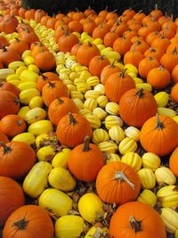 Full frame shot of pumpkins