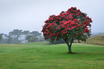 Trees on field against sky