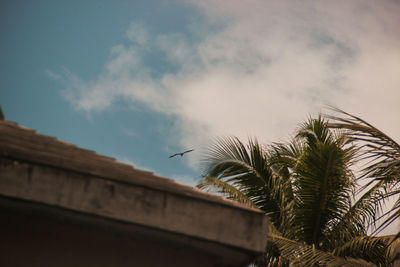Low angle view of palm tree against sky