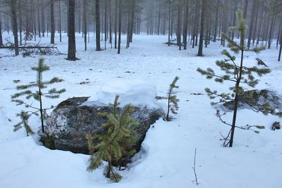 Snow covered trees in forest