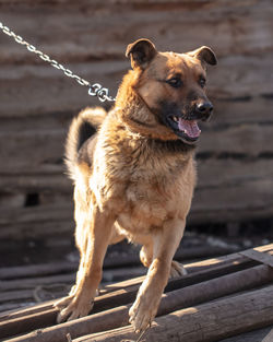 Dog standing on wood