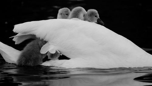 Close-up of swan swimming in lake