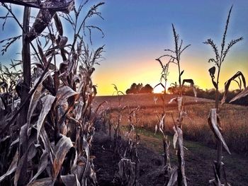 Close-up of plants on field against clear sky