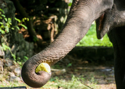 Close-up of human hand against blurred background