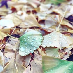 Full frame shot of fresh leaves