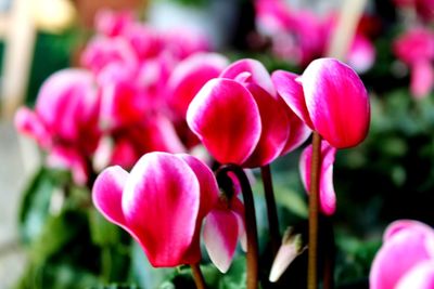 Close-up of pink flowering plants
