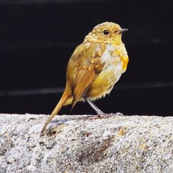 Close-up of bird perching outdoors