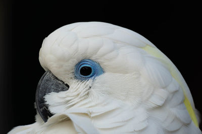 Close-up of a bird