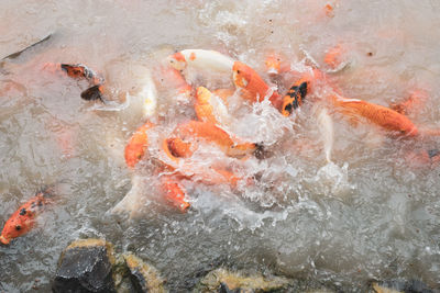 High angle view of koi carps swimming in sea