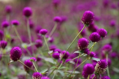 Close-up of pink flowering plants on field