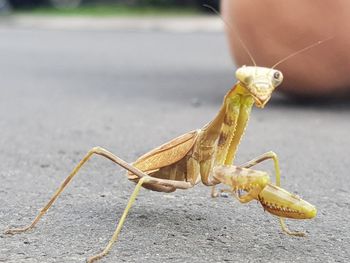 Close-up of insect on hand