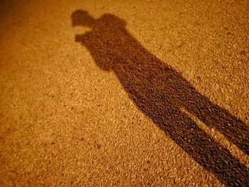 Close-up of lizard on sand