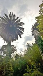 Low angle view of palm trees against sky