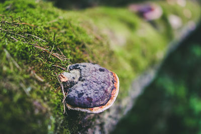 Close-up of crab on rock