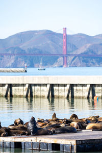 California sea lions with the golden gate bridge in the distance