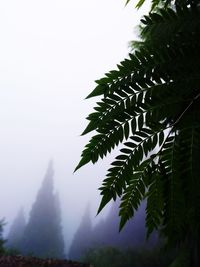 Close-up of leaves on tree against sky