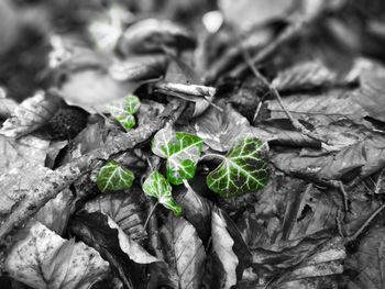 Close-up of leaves on plant