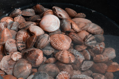 Close-up of crab in shallow water