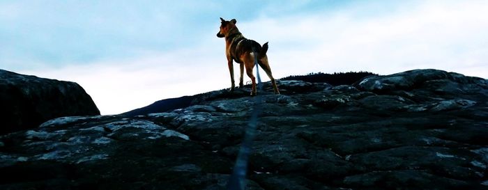 Low angle view of dog on rock against sky