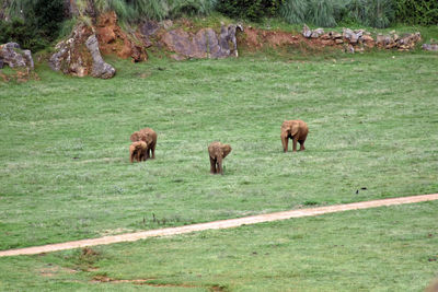 View of sheep on landscape