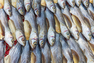 Close-up of fish for sale in market