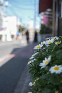 Close-up of flowering plant by street in city