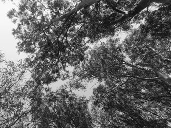 Low angle view of trees against sky