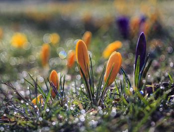 Close-up of crocus buds growing on field