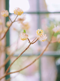 Close-up of pink cherry blossom