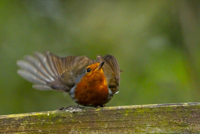 Close-up of bird perching on wood