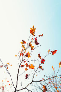 Low angle view of autumn tree against sky