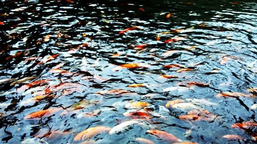 High angle view of koi carps swimming in water