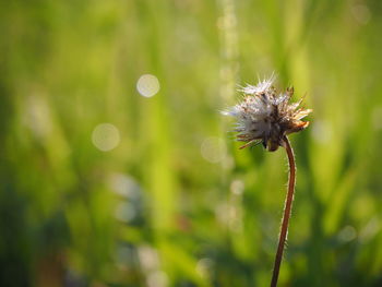 Close-up of dandelion flower