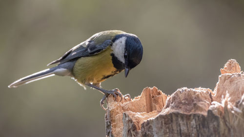 Close-up of bird perching on rock