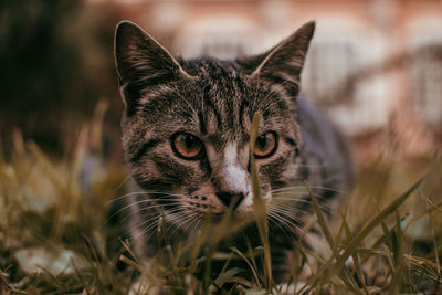 Close-up portrait of a cat