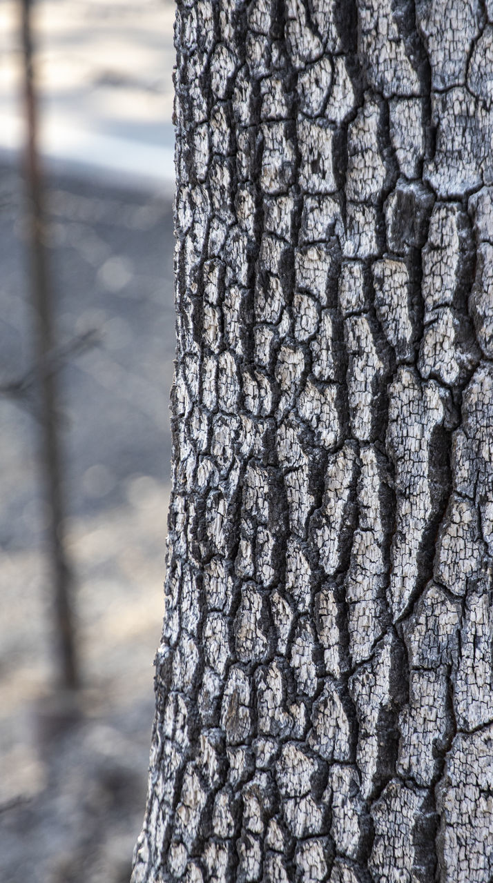 CLOSE-UP OF TREE TRUNK WITH SUNLIGHT