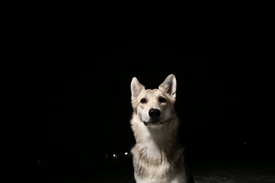 Portrait of dog standing against black background