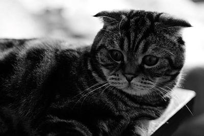 Close-up portrait of a cat