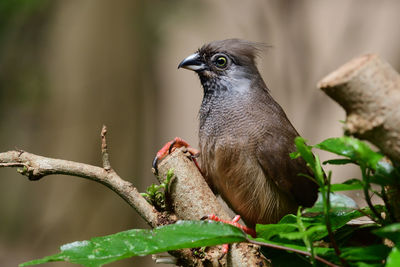 Speckled mousebird  perching in a tree