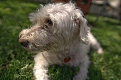Close-up of dog looking away