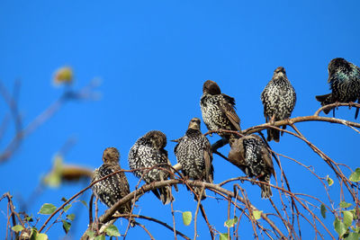 Low angle view of bird perching on branch against blue sky