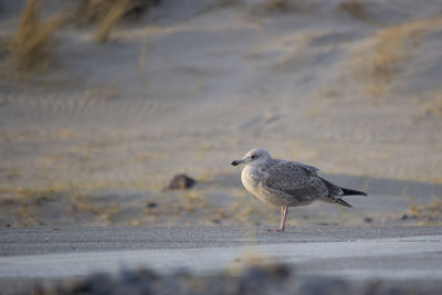 Close-up of bird perching on water