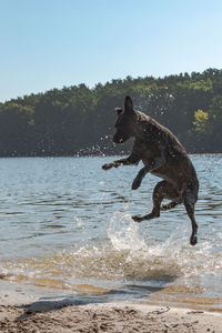 Dog running in a lake