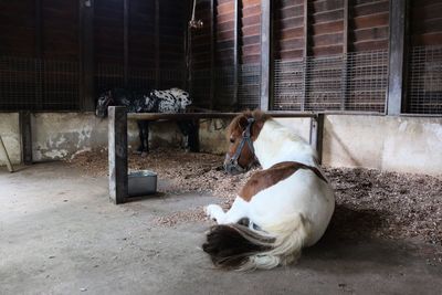 Foals resting in pen