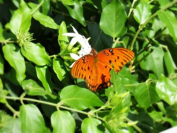 Close-up of butterfly pollinating on plant