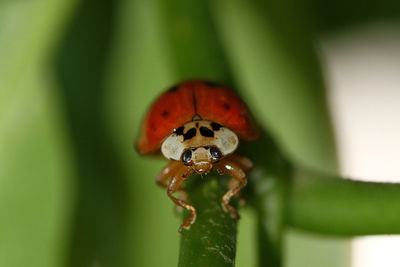 Close-up of ladybug on leaf