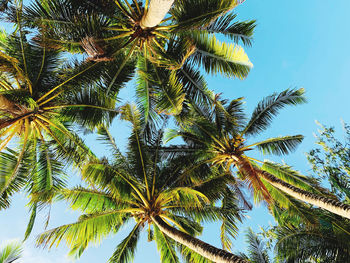 Low angle view of palm tree against sky