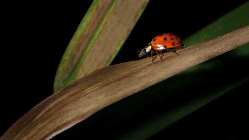 Close-up of ladybug on leaf